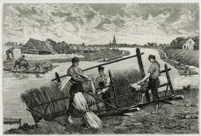 Rusten af hør (maceration for at lette adskillelsen af barken fra stænglen) i Lys (floden nord for Frankrig og Belgien). Gravering af Emile Claus, for at illustrere historien "" La Belgique"", af Camille Lemonnier (1844) -1913), forfatter og kunstkritiker. af Emile Claus