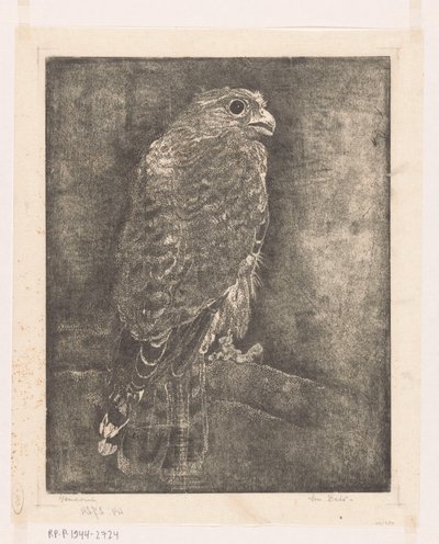 Falk på en gren af Emilius Wilhelmus Dehé (signed by artist)