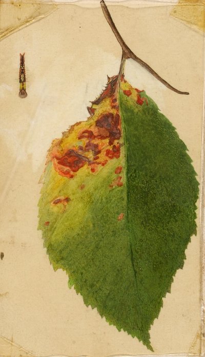 Krøllet og vissen bladkant, der efterligner en larve, studie til bogen Concealing Coloration in the Animal Kingdom af Emma Beach Thayer