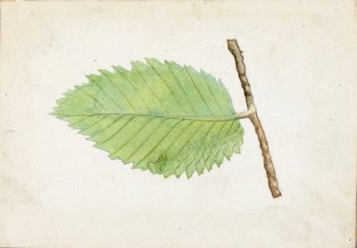 Jagged Leaf Edge Caterpillar..., slutningen af det 19.-begyndelsen af det 20. århundrede. af Emma Beach Thayer