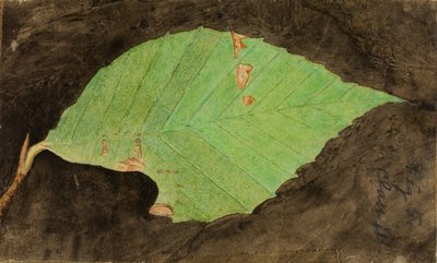 Mindre spotted Beach Leaf Edge Caterpillar..., slutningen af det 19.-begyndelsen af det 20. århundrede. af Emma Beach Thayer