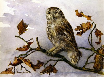 En ugle (akvarel på papir) af Emma Cooper