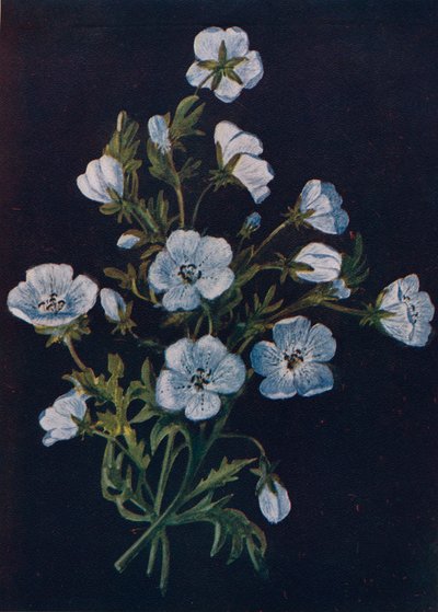Baby-Blue-Eyes, c1915, 1915 af Emma Graham Clock