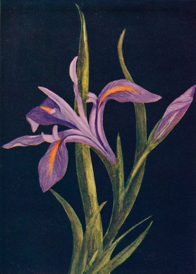 Ground Iris, c1915, 1915 af Emma Graham Clock