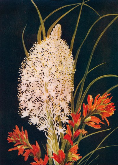 Squaw Grass and Scarlet Paint Brush, c1915, 1915 af Emma Graham Clock