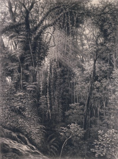 Udsigt over kløften over Apia, Upolu, Vest-Samoa, 1877 (kul på papir) af Emma Sandys