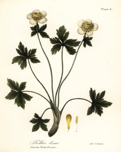 Amerikansk klodeblomst eller amerikansk spredende klodeblomst, Trollius laxus af Endicott Endicott