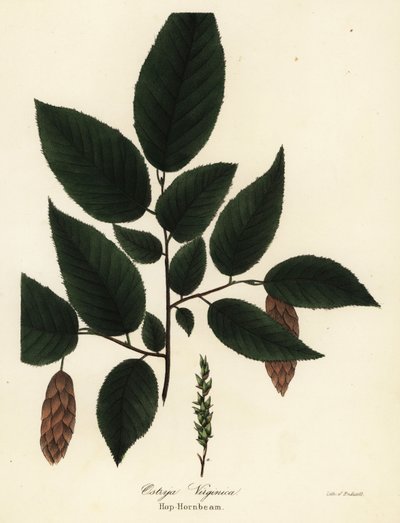 Amerikansk humlebøg, Ostrya virginiana (Humle-avnbøg, Ostrya virginica) af Endicott Endicott