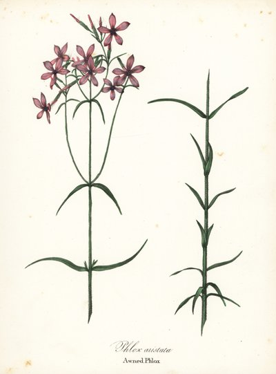 Forteltet phlox, Phlox aristata af Endicott Endicott