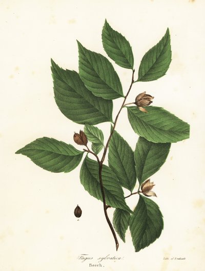 Bøgetræ, Fagus sylvatica af Endicott Endicott
