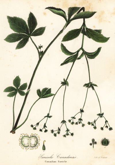Canadisk Blacksnakeroot eller Canadisk Sanicle, Sanicula canadensis af Endicott Endicott