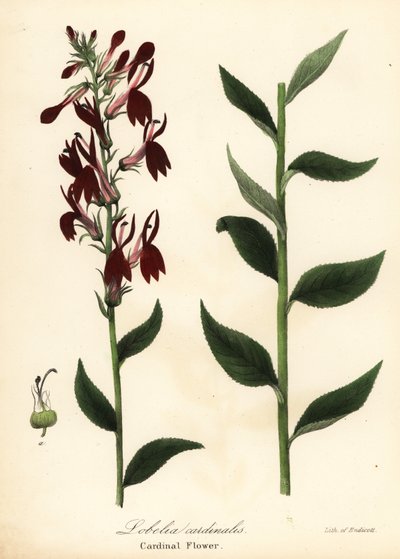 Kardinalblomst, Lobelia cardinalis af Endicott Endicott