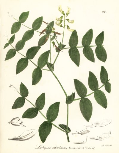 Flødeært eller cremefarvet vikke, Lathyrus ochroleucus af Endicott Endicott