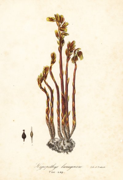 Hollænderpibe, falske bøgedråber, fyrresaft eller gul fuglerede, Monotropa hypopitys (fyrsaft, Hypopithys lanuginosa) af Endicott Endicott