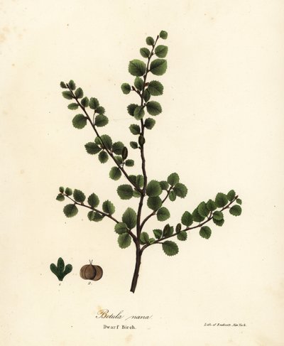 Dværgbirk, Betula nana af Endicott Endicott
