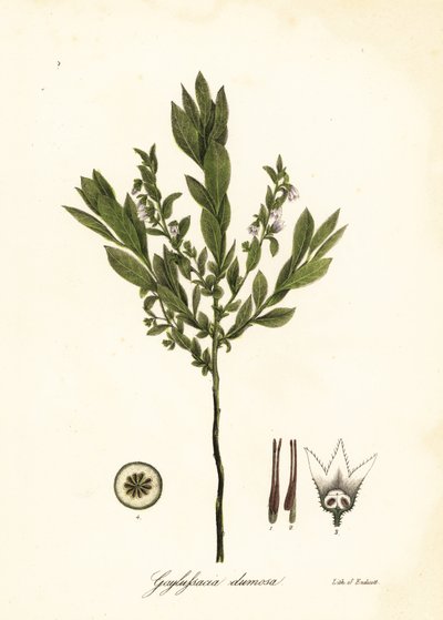 Dværghuckleberry, bush huckleberry eller gopherberry, Gaylussacia dumosa af Endicott Endicott
