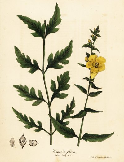 Falsk rævehandske, Aureolaria flava (Gerardia flava) af Endicott Endicott