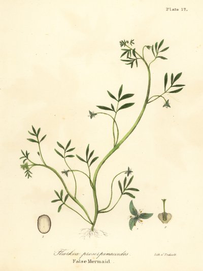Falsk havfrue, Floerkea proserpinacoides af Endicott Endicott