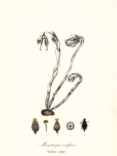 Spøgelsesplante, spøgelsespibe, indisk pibe eller ligplante, Monotropa uniflora af Endicott Endicott