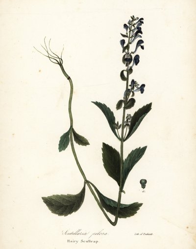 Behåret kalot, Scutellaria elliptica (Scutellaria pilosa) af Endicott Endicott