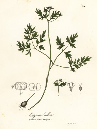Forårsbebuder, peber og salt eller løgrodet erigenia, Erigenia bulbosa af Endicott Endicott