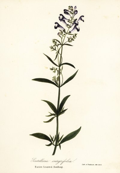 Hjelmblomst, hjelmkalot eller helbladet kalot, Scutellaria integrifolia af Endicott Endicott