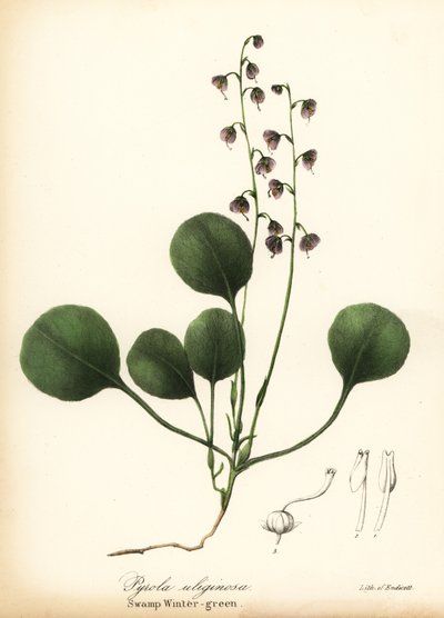 Liverblad vintergrøn, mose vintergrøn eller lyserød vintergrøn, Pyrola asarifolia (sump vintergrøn, Pyrola uliginosa) af Endicott Endicott