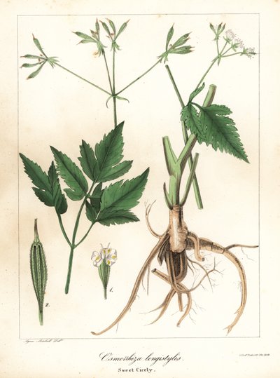 Langstilet sød-cicely, longstyle sweetroot eller sød cicely, Osmorhiza longistylis af Endicott Endicott