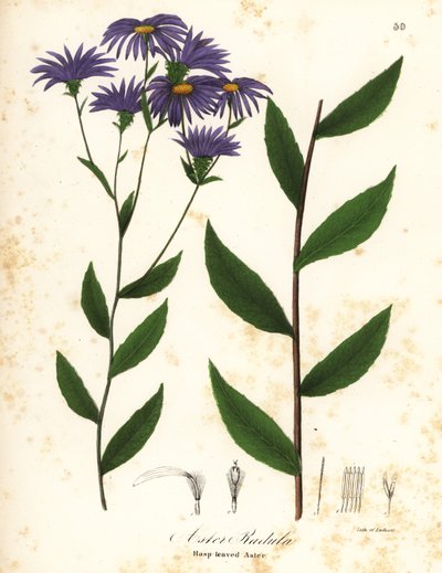 Lav ru aster eller ru træaster, Eurybia radula (Rasp-leaved aster, Aster radula) af Endicott Endicott