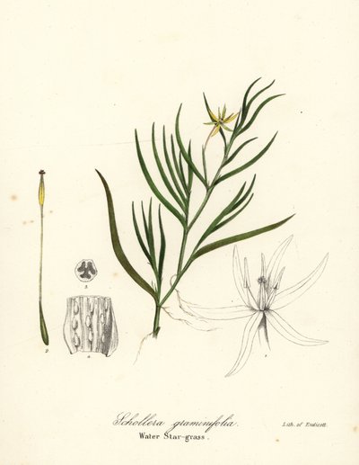 Mudderplantain eller vandhyacint, Heteranthera dubia (Vandstjernegræs, Schollera graminifolia) af Endicott Endicott