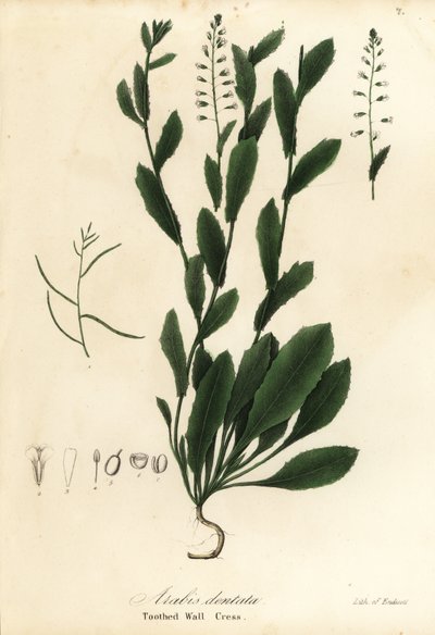 Murbeckiella pinnatifida (Tandvægkarse, Arabis dentata) af Endicott Endicott