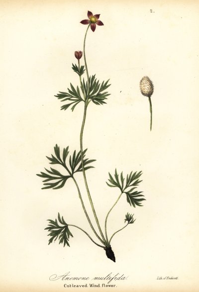 Stillehavsanemone eller afskåret vindblomst, Anemone multifida af Endicott Endicott