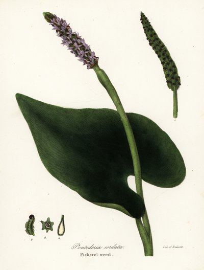 Pickerel-ukrudt, Pontederia cordata af Endicott Endicott