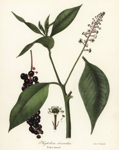 Pokeweed, Phytolacca americana (Phytolaca decandra) af Endicott Endicott