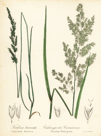 Præriekileskæl, Sphenopholis obtusata og canadisk rørgræs, Calamagrostis canadensis af Endicott Endicott