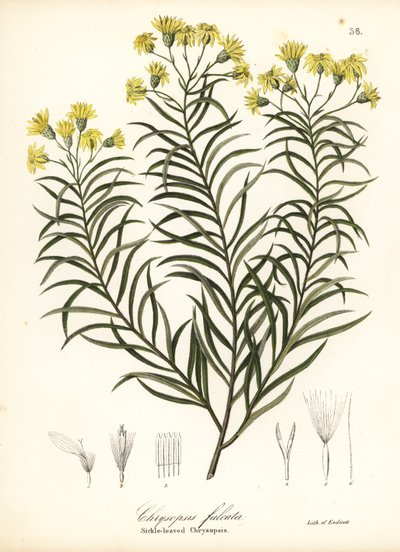 Seglbladet silkegræs eller seglbladet gylden aster, Pityopsis falcata (seglbladet chrysopsis, Chrysopsis falcata) af Endicott Endicott