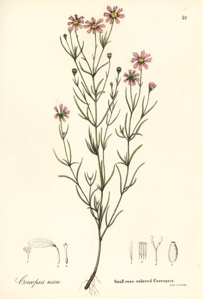 Lille rosafarvet coreopsis, Coreopsis rosea af Endicott Endicott