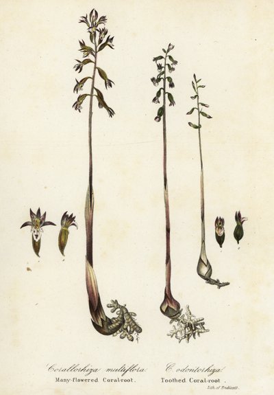 Plettet koralrod, Corallorhiza maculata og faldkoralrod, Corallorhiza odontorhiza (mangeblomstret koralrod, Corallorhiza multiflora og tandkoralrod, C af Endicott Endicott