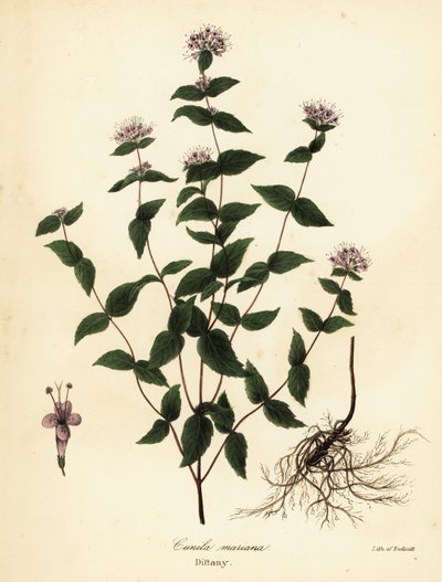 Stenmynte, frostmynte, dittany og amerikansk dittany, Cunila origanoides (Cunila mariana) af Endicott Endicott
