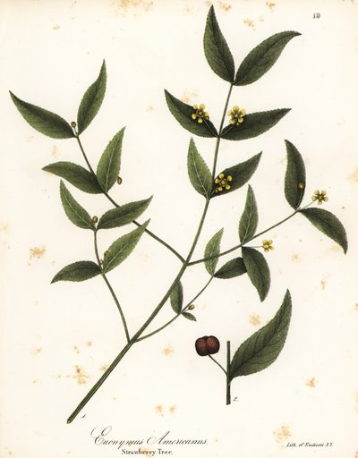 Jordbærtræ, Euonymus americanus af Endicott Endicott