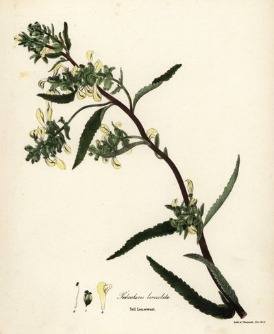 Høj lusseurt eller sumplusurt, Pedicularis lanceolata af Endicott Endicott