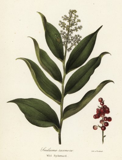 Treacleberry, Maianthemum racemosum (Wild spikenard, Smilacina racemosa) af Endicott Endicott