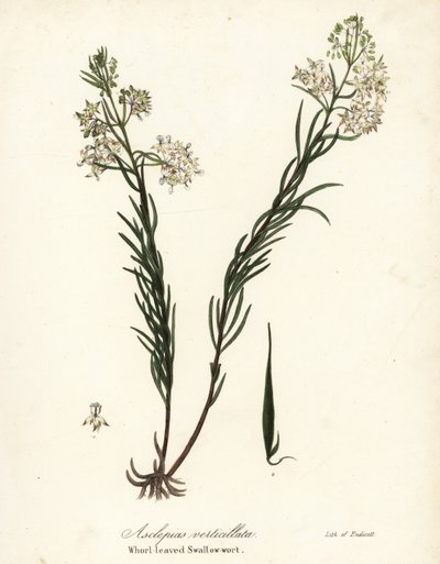 Hvirvelmælke, østlig hvirvler, padderok eller hvirvelbladet svaleurt, Asclepias verticillata af Endicott Endicott
