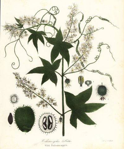 Vild agurk, stikkende agurk, bur agurk eller vild balsamæble, Echinocystis lobata af Endicott Endicott