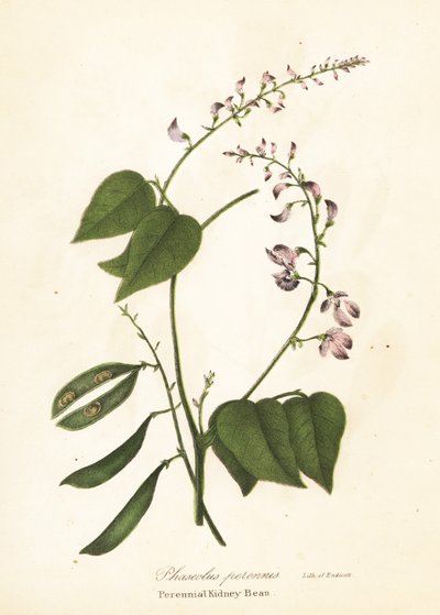Vild kidneybønne, Phaseolus polystachios (flerårig kidney-bønne, Phaseolus perennis) af Endicott Endicott