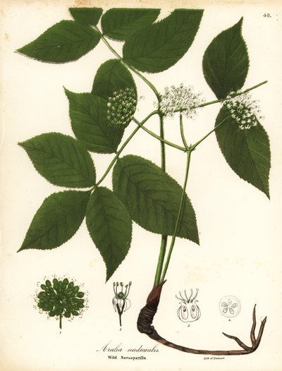 Vild sarsaparilla, Aralia nudicaulis af Endicott Endicott