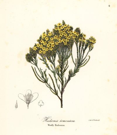 Ulden strandlyng, strandlyng, sandlyng eller ulden hudsonia, Hudsonia tomentosa af Endicott Endicott