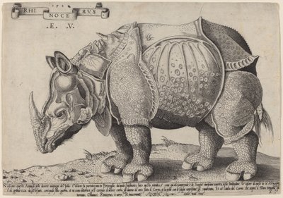 Næsehorn af Enea Vico after Albrecht Dürer
