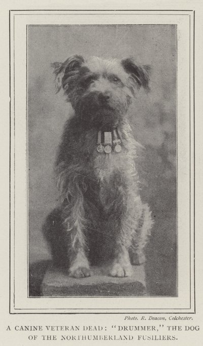 En hundeveteran død, trommeslager, hunden fra Northumberland Fusiliers af English Photographer