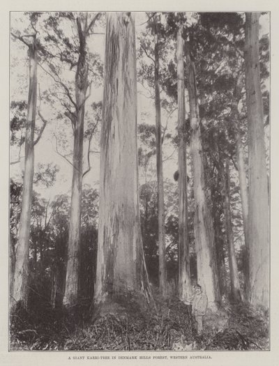 Et kæmpe Karri-træ i Denmark Hills Forest, Western Australia af English Photographer